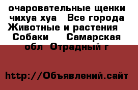 очаровательные щенки чихуа-хуа - Все города Животные и растения » Собаки   . Самарская обл.,Отрадный г.